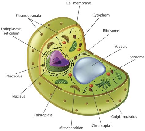 control center of the cell nucleolus